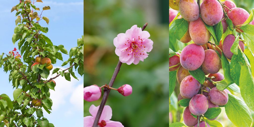 When to plant plum trees for a bumper fruit crop Homes & Gardens