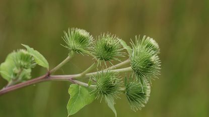 focus on flowers and seeds of greater burdock plant 
