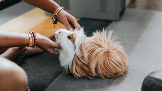 Guinea pig with long hair being stroked