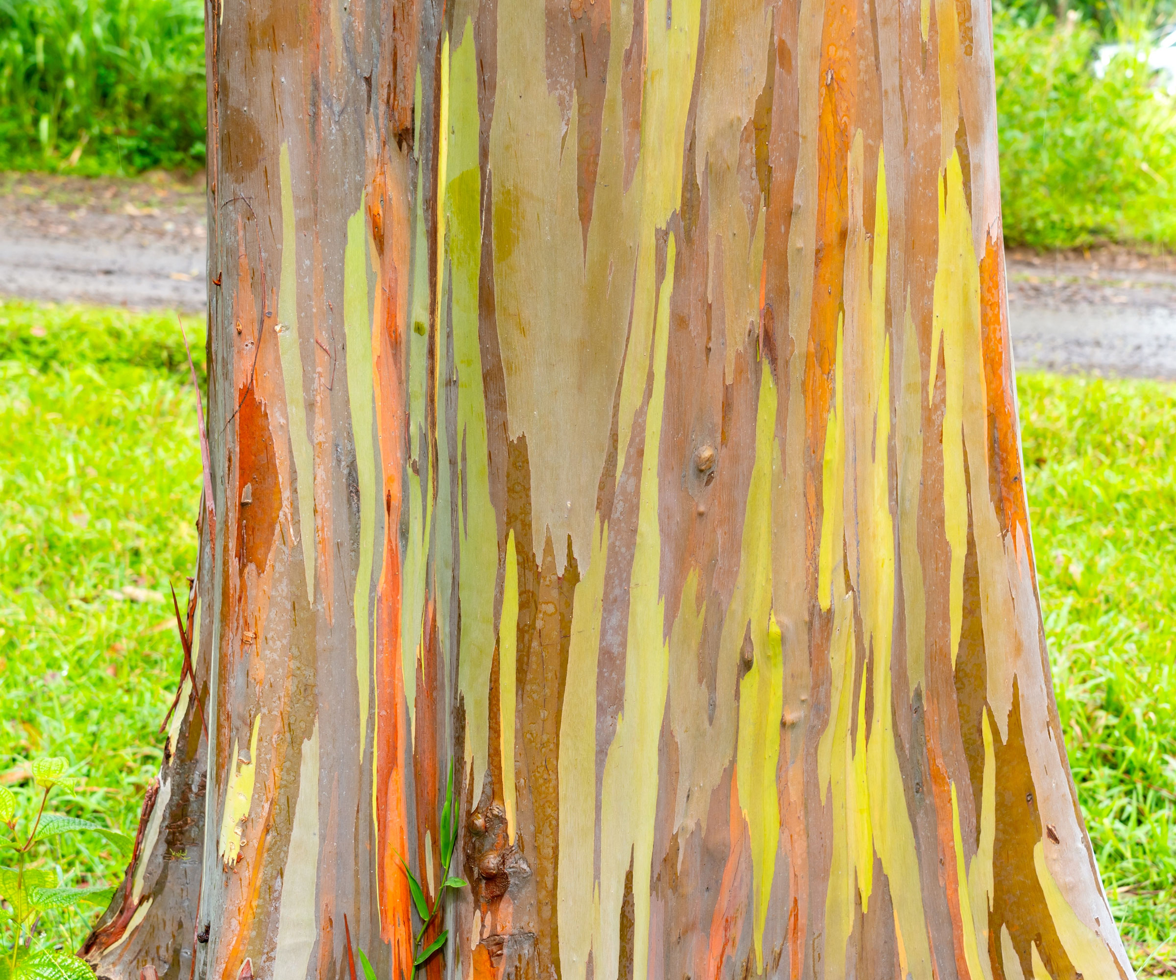 rainbow eucalyptus tree showing different colors peeling