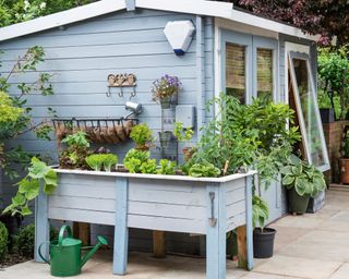 Potting shed style garden room exterior, painted in soft blue, with raised beds and leafy greens.