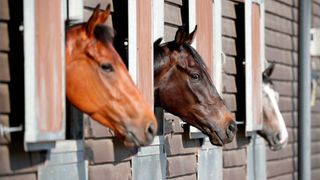 Three horses in stable block