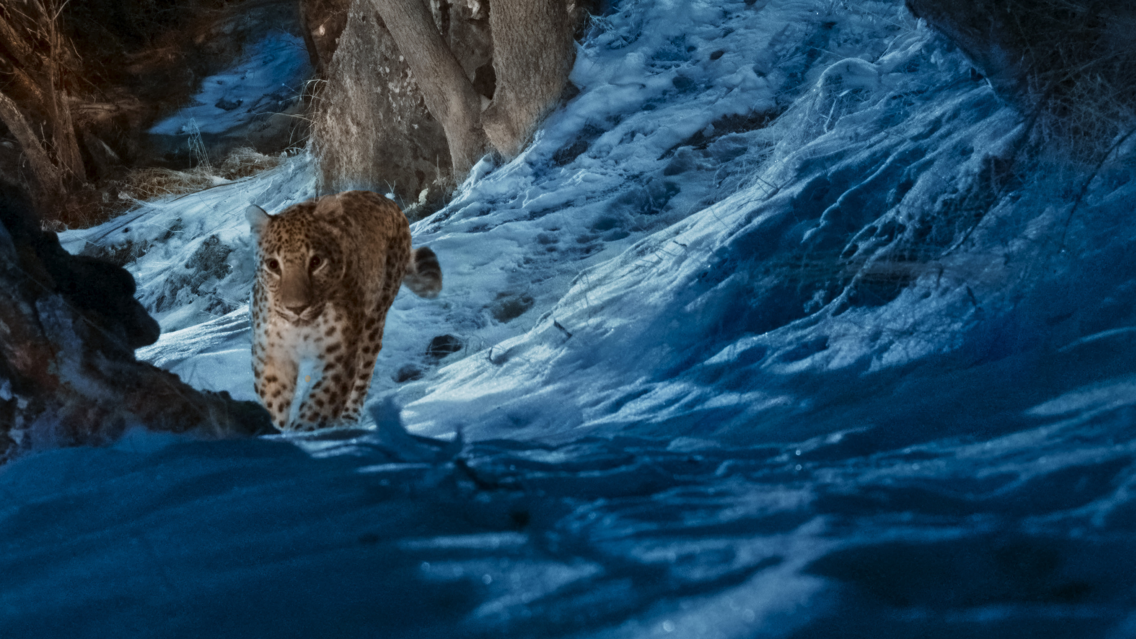A Caucasian leopard found in “The Wild Ones,” premiering globally on 11 July 2025 on Apple TV+.