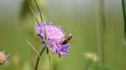 Purple field scabious with a bee, blooming in a field 