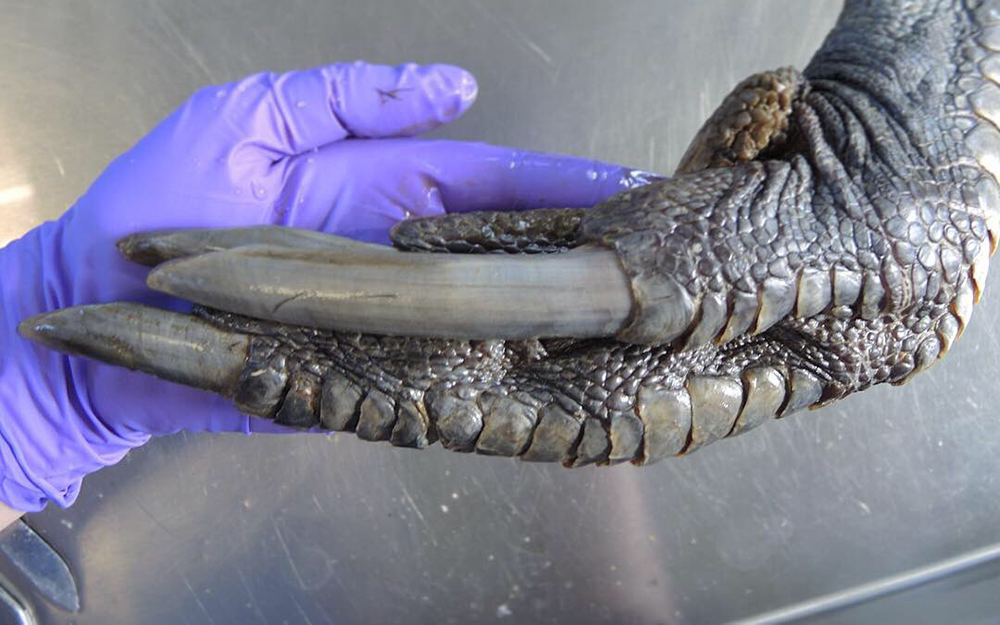 Why This Enormous, Scaly Foot Looks Like It's from a Dinosaur | Live Science