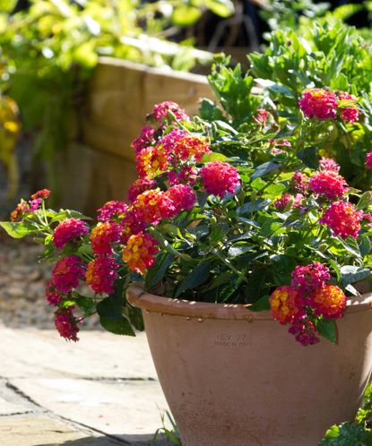 Flowers for pots in full sun – 10 cheerful choices | Homes & Gardens