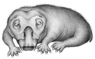 An illustration of a Lystrosaurus in a torpor state.