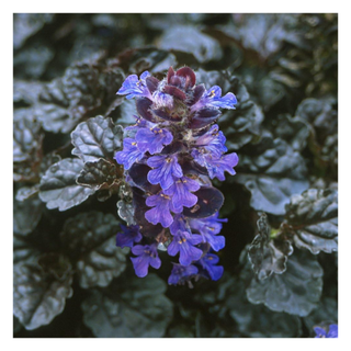 A close-up of the black scallop bugleweed plant