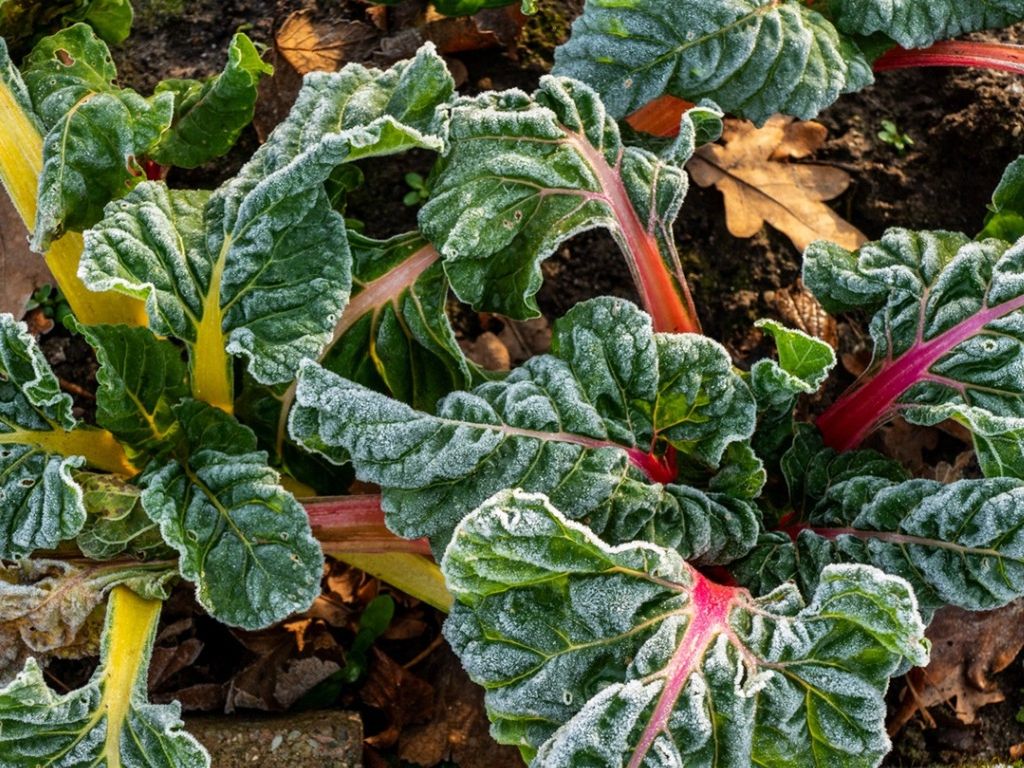 Cold Tolerant Vegetables Ranked From Least To Most Hardy Gardening
