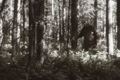 Blurry image of a supposed Bigfoot sighting.