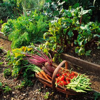 vegetables in bucket and plants