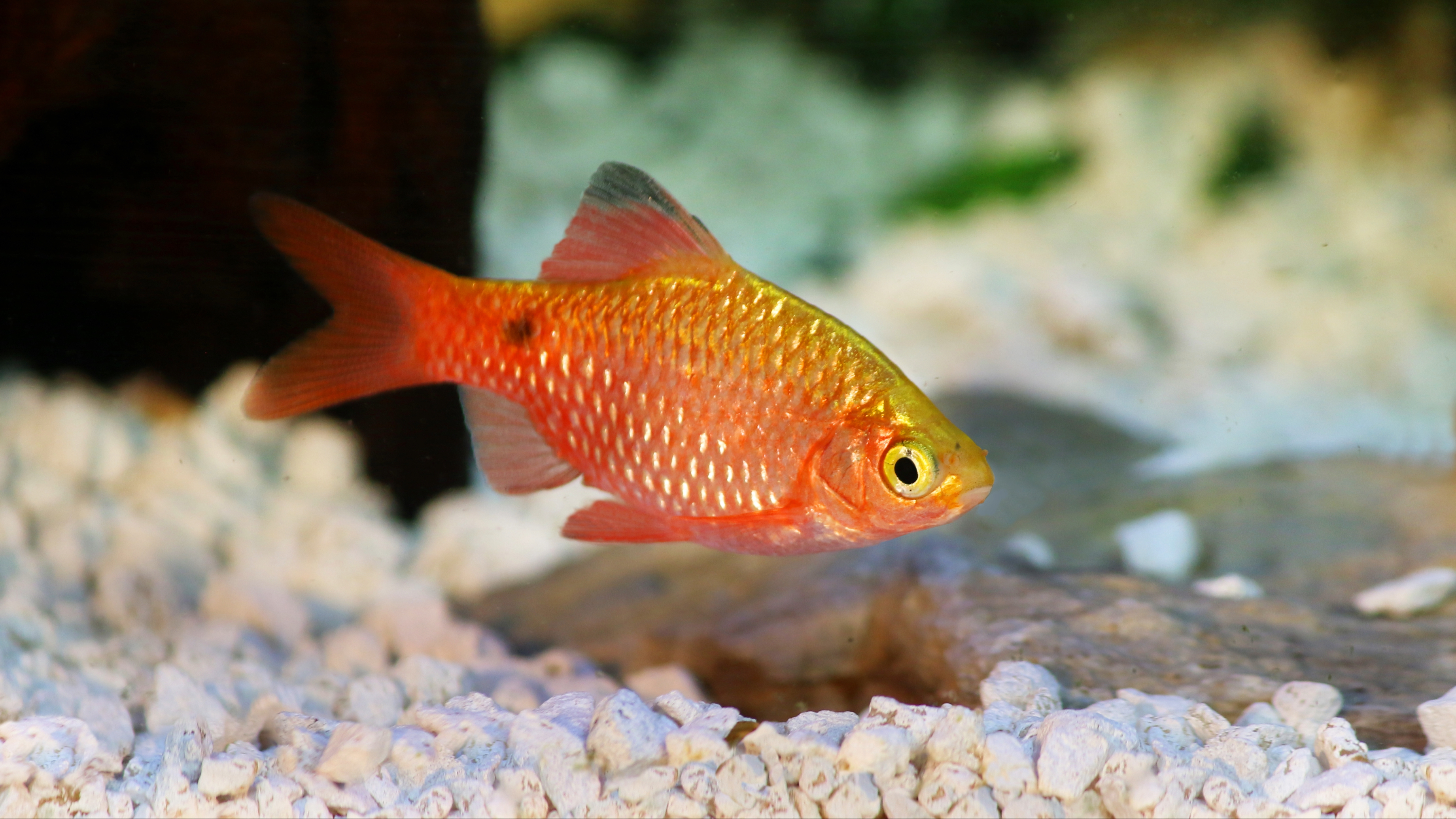 Rosy Barb