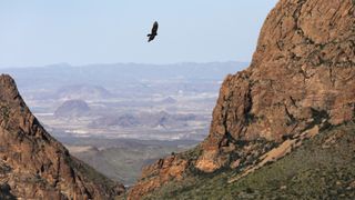 A falcon flies over the Chisos Basin