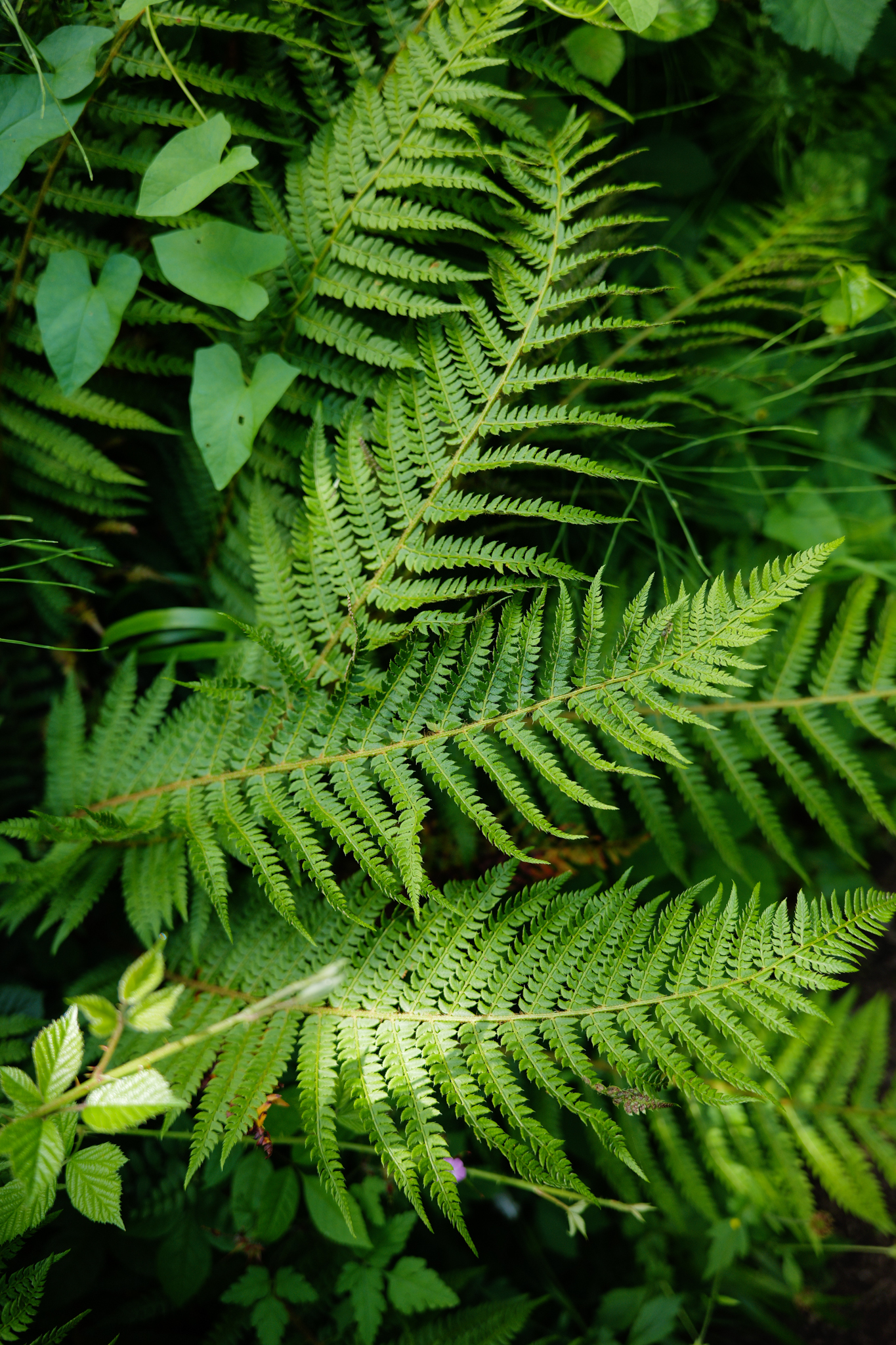 A photo taken on a Leica SL3-P full frame mirrorless camera