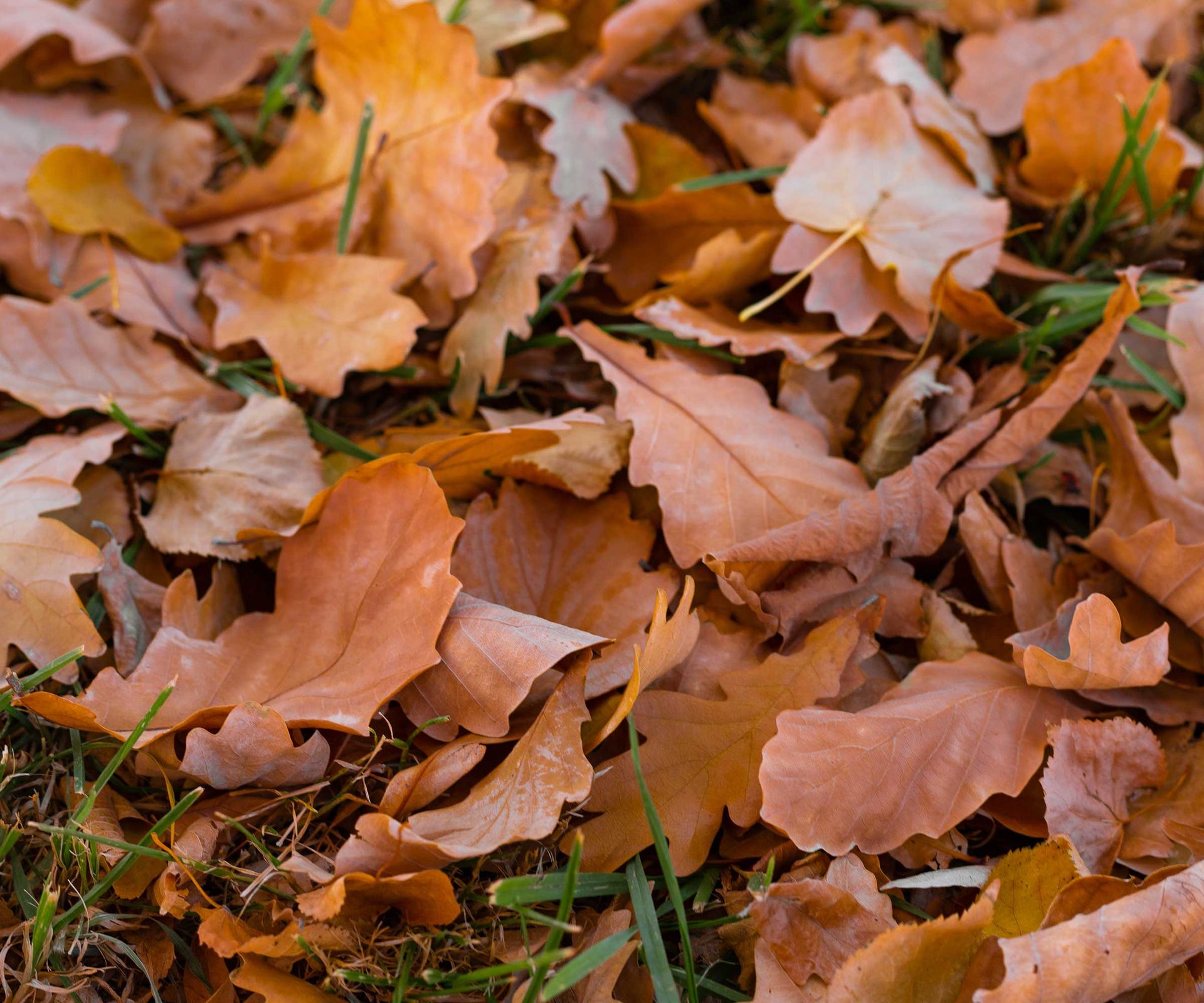 fallen leaves