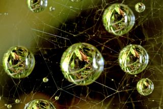 nikon small world competition, dew, spider web