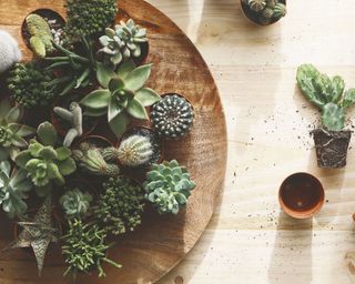 selection of succulents shot overhead and placed together on large round wooden tray