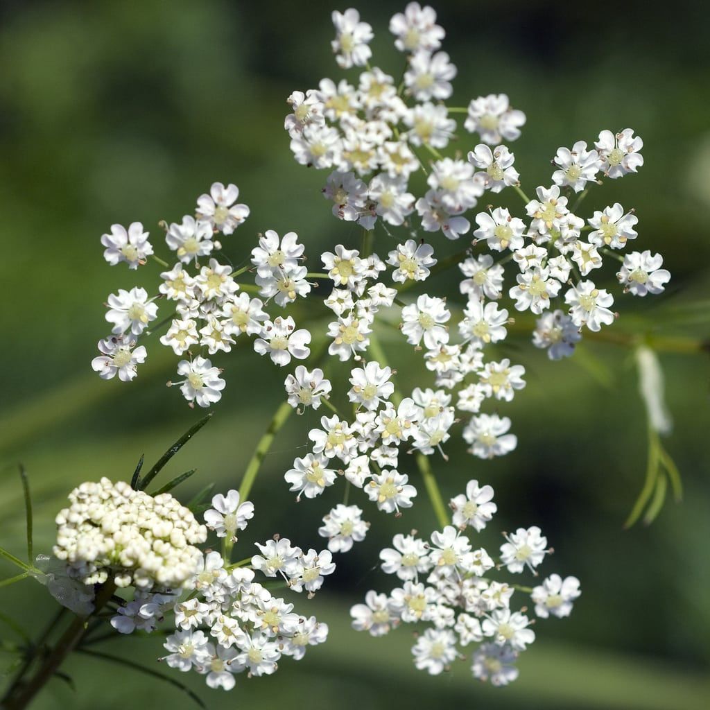 caraway propagation