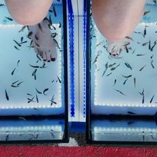 Low Section Of Woman Receiving Fish Pedicure