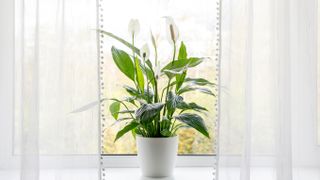 Peace lily plant by window
