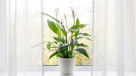 Peace lily plant by window