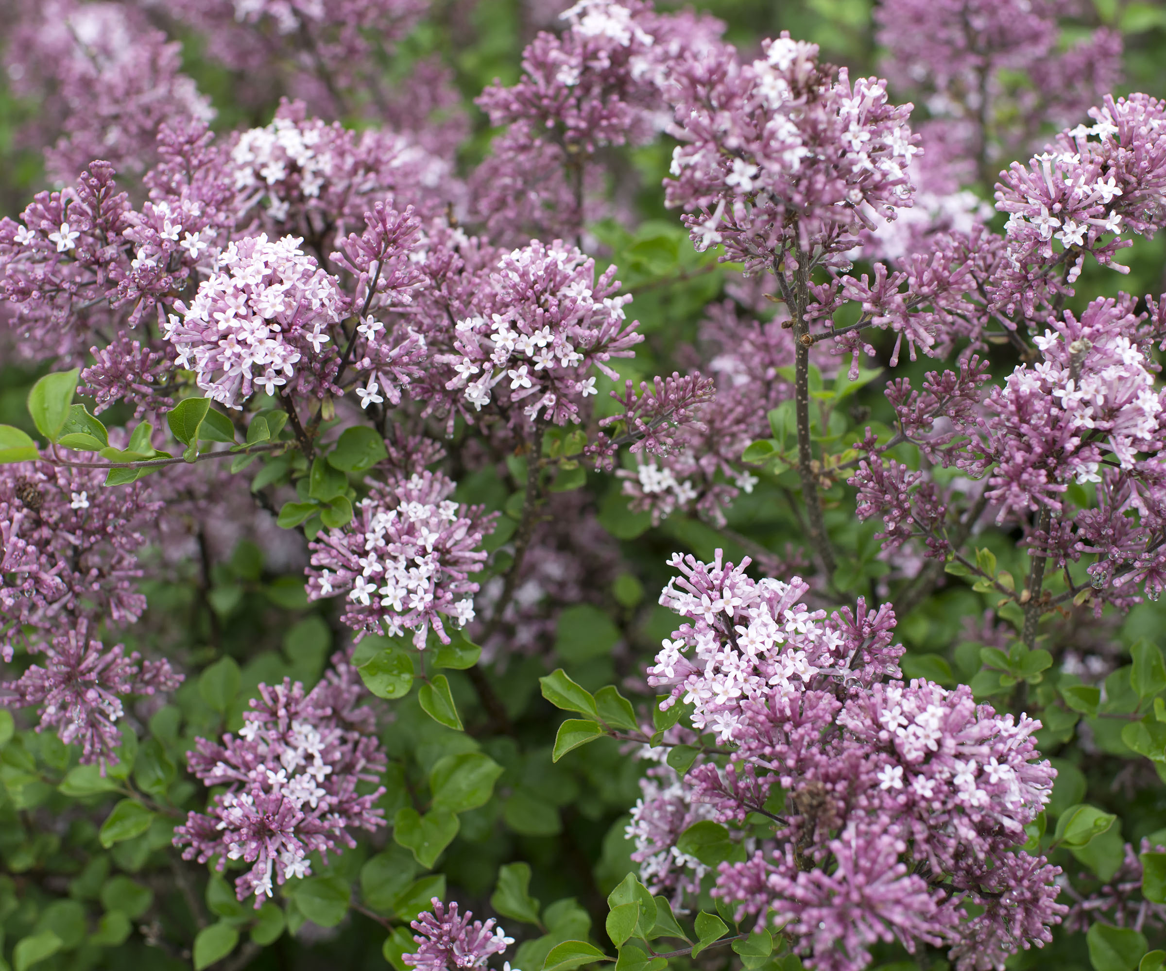 Meyer lilac flowers
