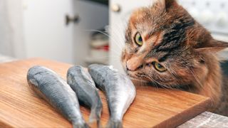Cat looking at fish on table