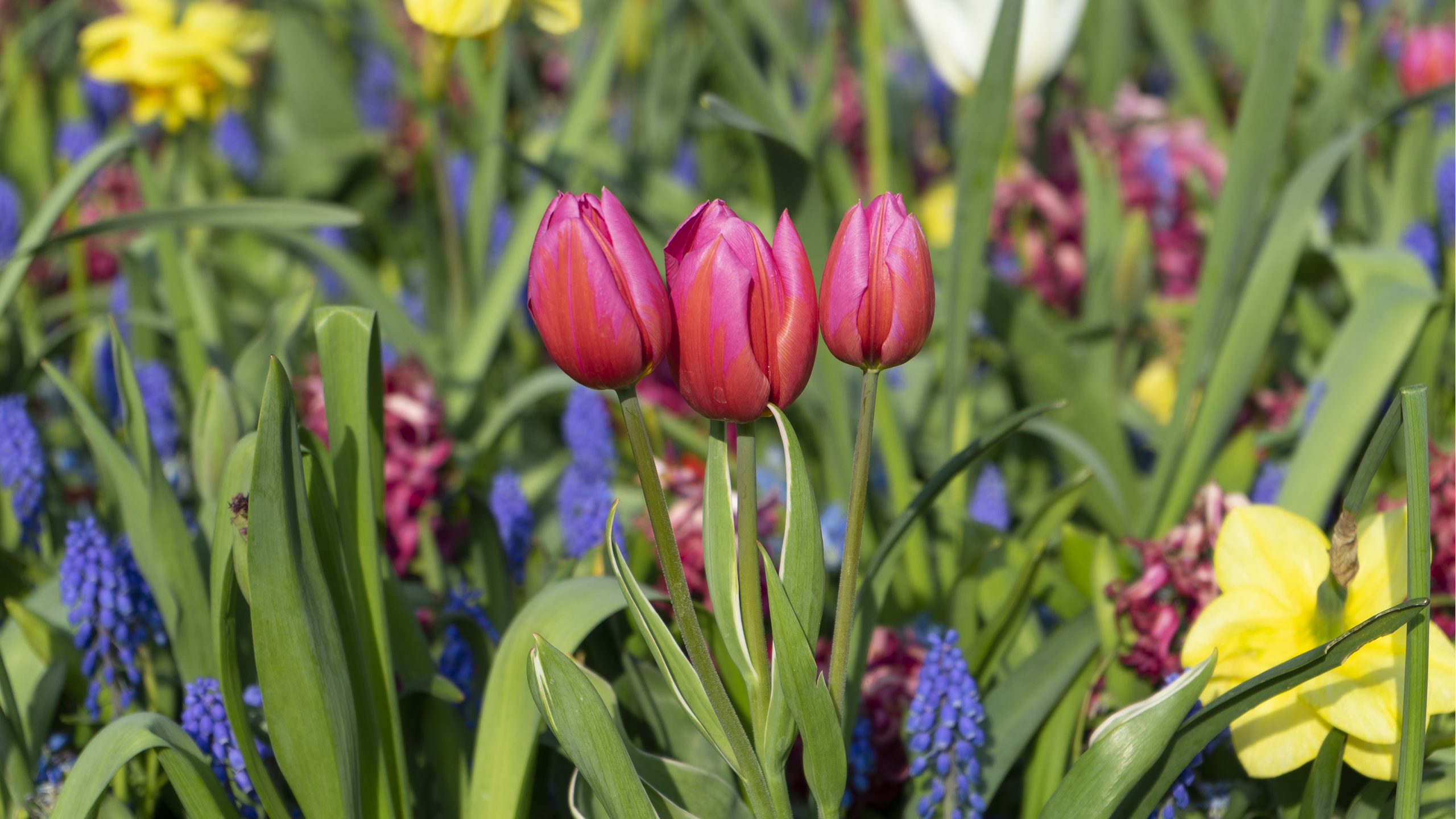 Mixed spring bulbs in bloom, muscari, tulips, and daffodils