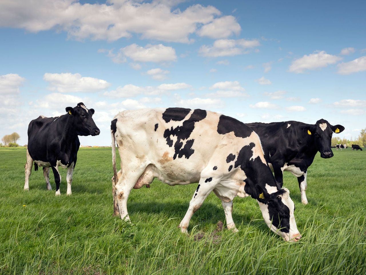 Dairy Cows Eating Grass In A Field