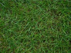 Bermuda Grass