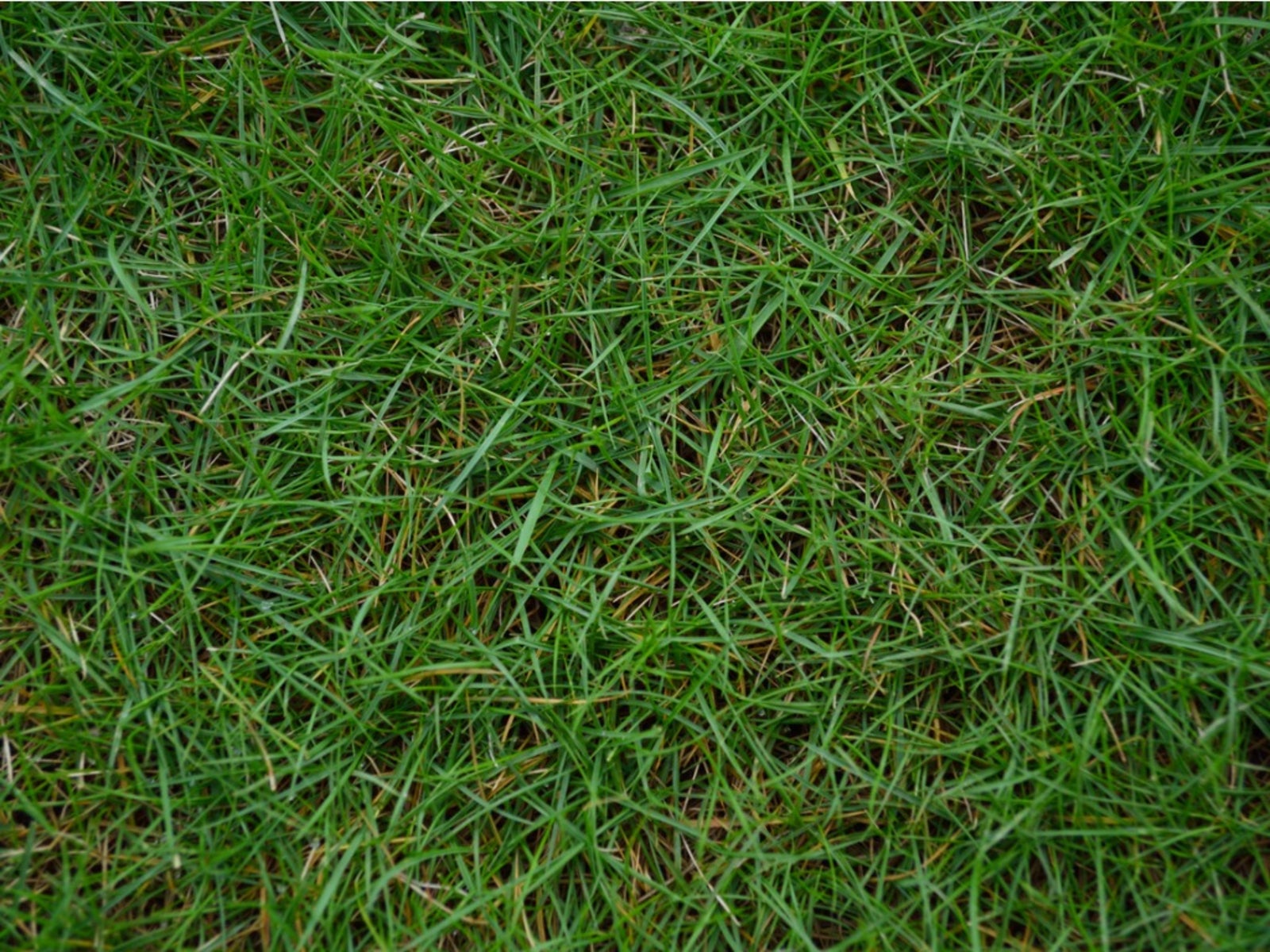 Bermuda Grass Care Tips On How To Grow Bermuda Grass Gardening Know How