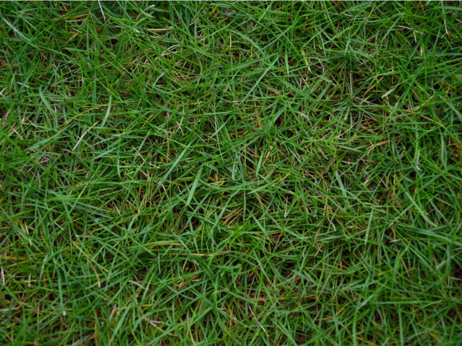 bermuda-grass-care-tips-on-how-to-grow-bermuda-grass-gardening-know-how