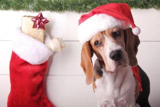 Pet Christmas Stockings