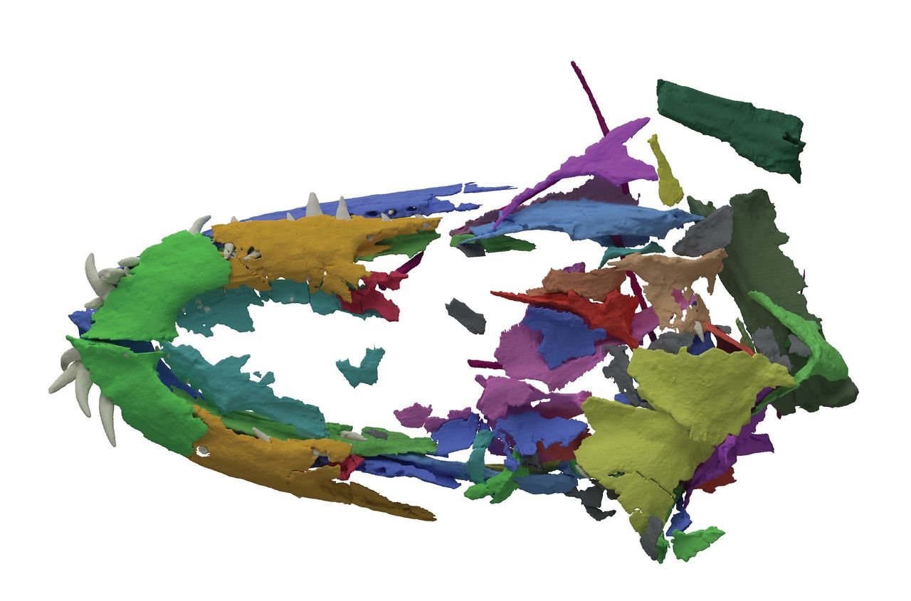 A CT scan of Tanystropheus hydroides' skull before it was digitally reassembled.