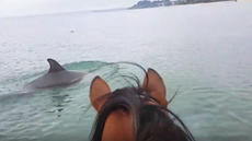 horse-with-dolphin.png
