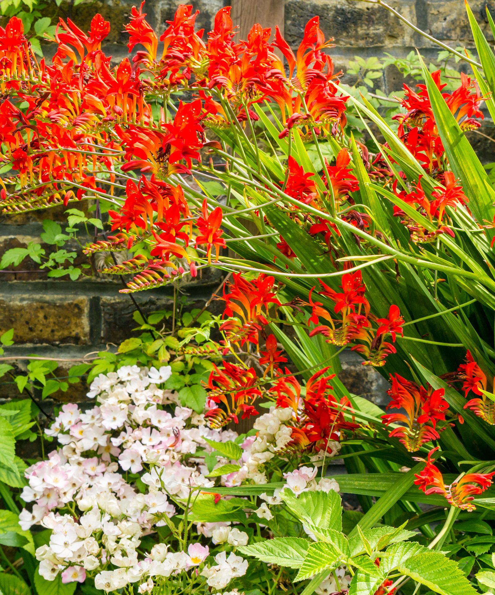 Crocosmia varieties 16 types of montbretia to try Gardeningetc
