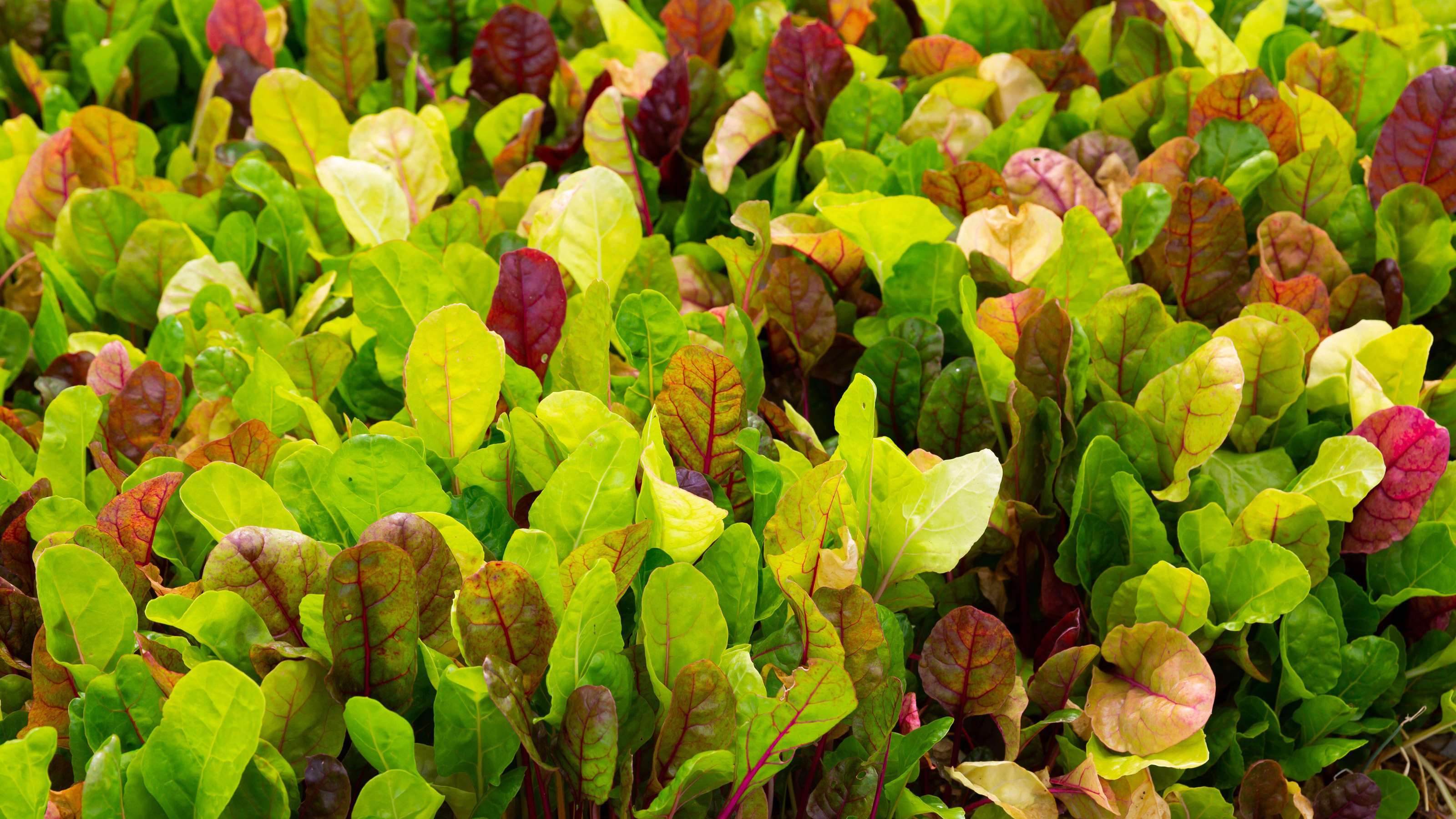 6 6 x Plug Plant Pack Spinach Winter Vegetable Plants