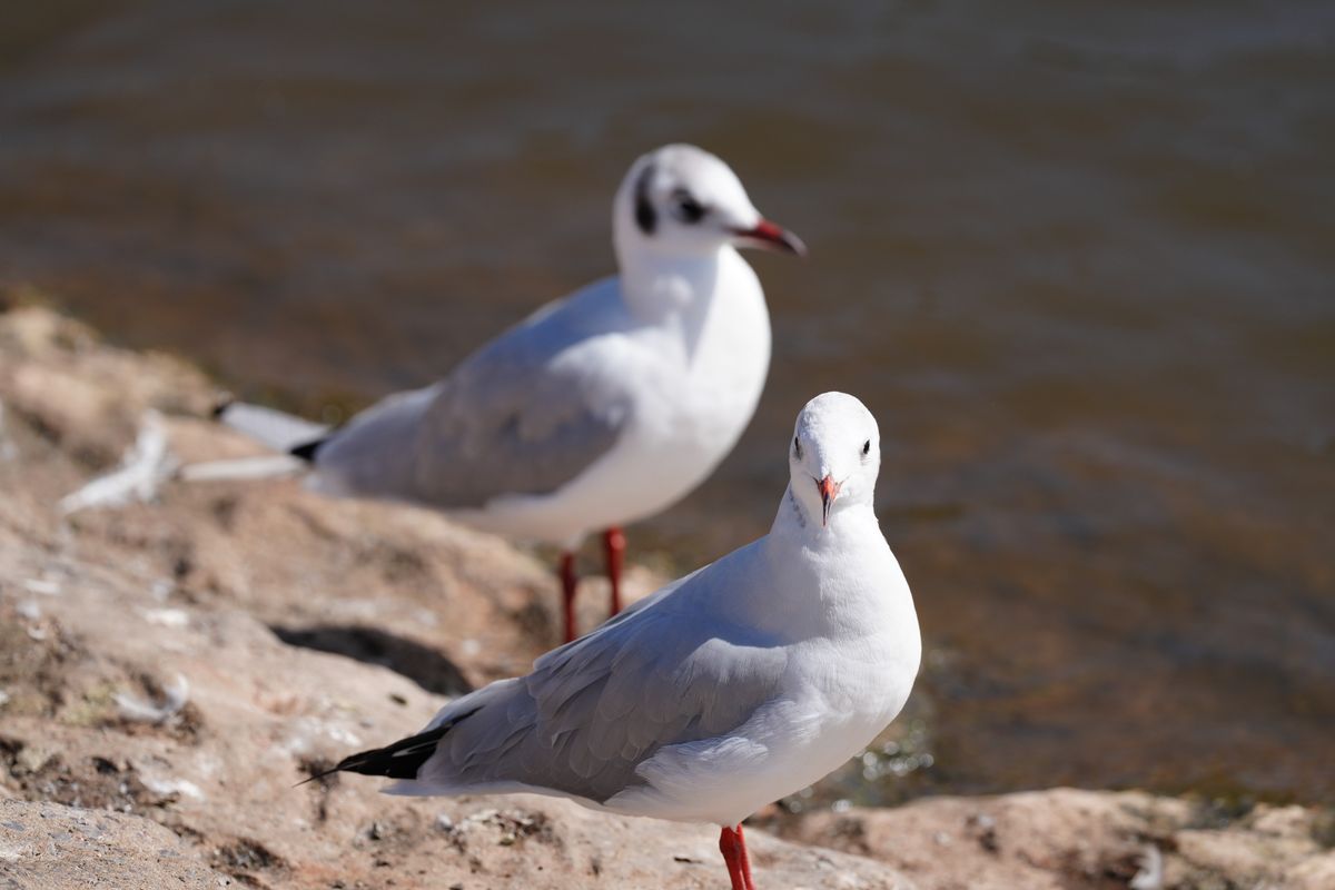 Sony FE 400mm f/4.5 GM OSS sample image