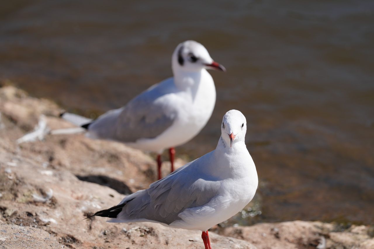 Sony FE 400mm f/4.5 GM OSS sample image