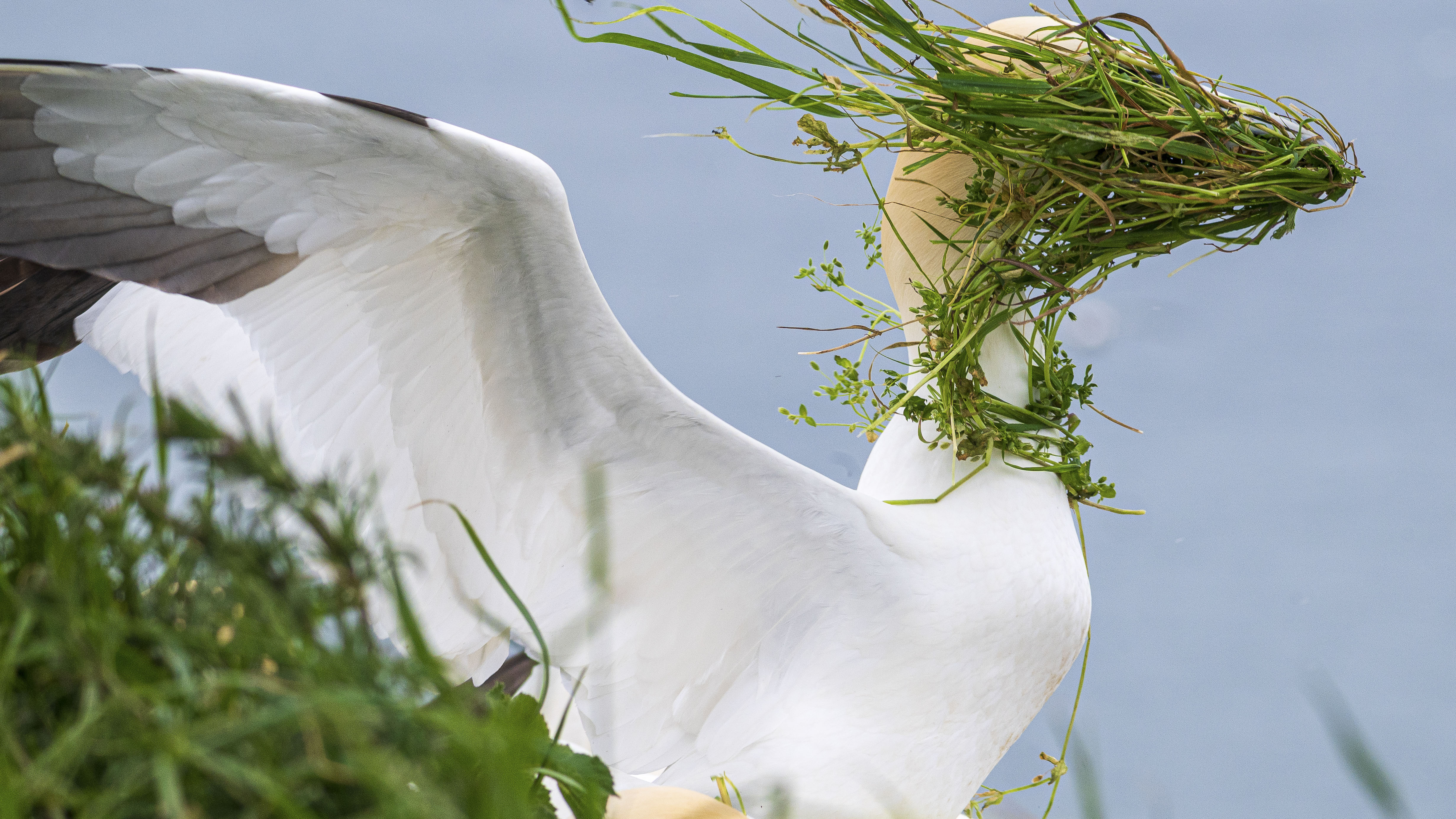 Bird with grass in its face on a windy day on Bempton Cliffs during the nesting season.