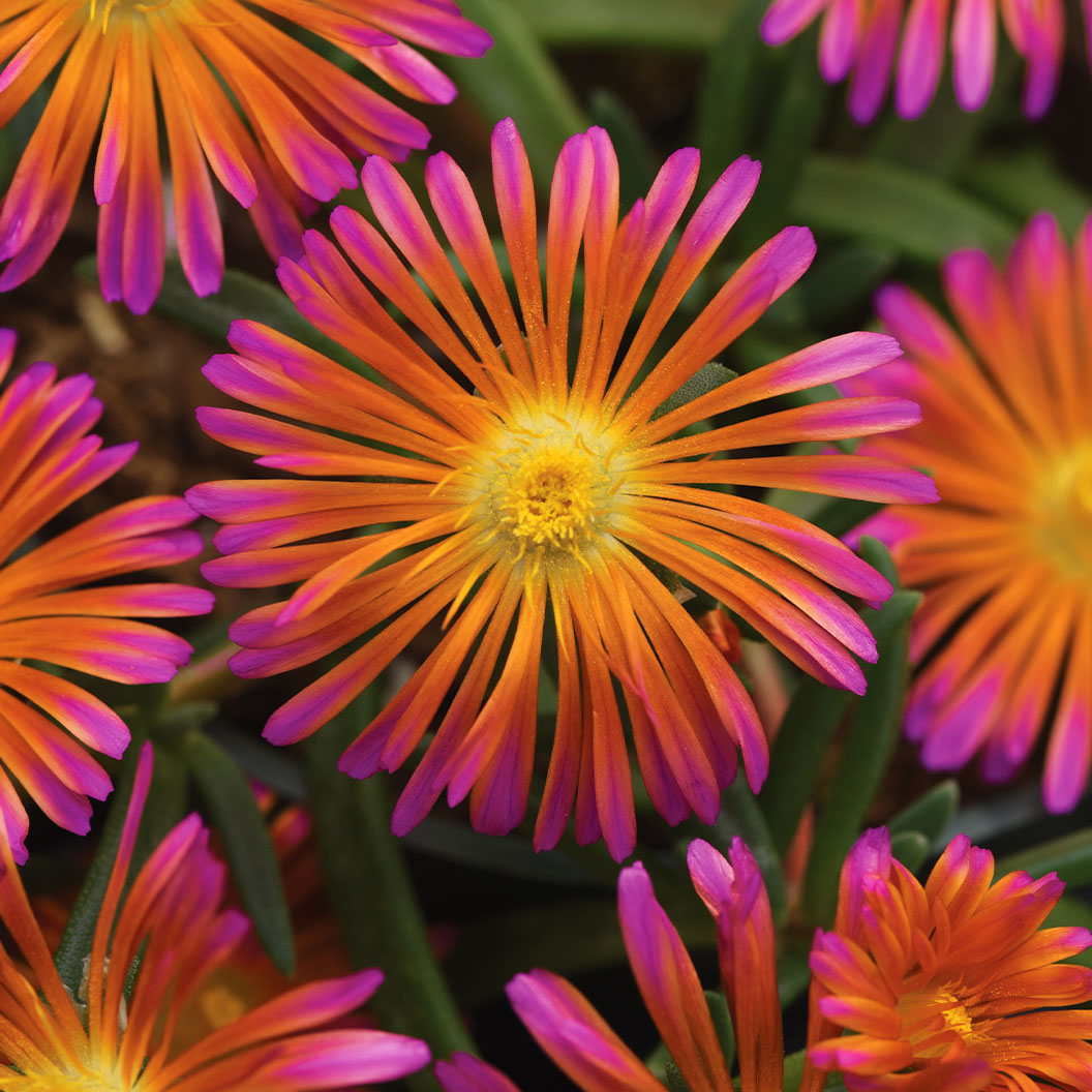 Better Versions&amp;reg; Ocean Sunset&amp;trade; Orange Glow Ice Plant