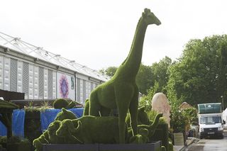 Chelsea Flower Show pictures