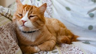 cat losing weight: causes and treatment