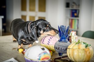 Stanley the Dachshund