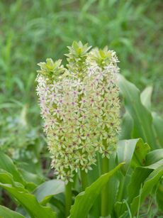 Pineapple Lily Plant