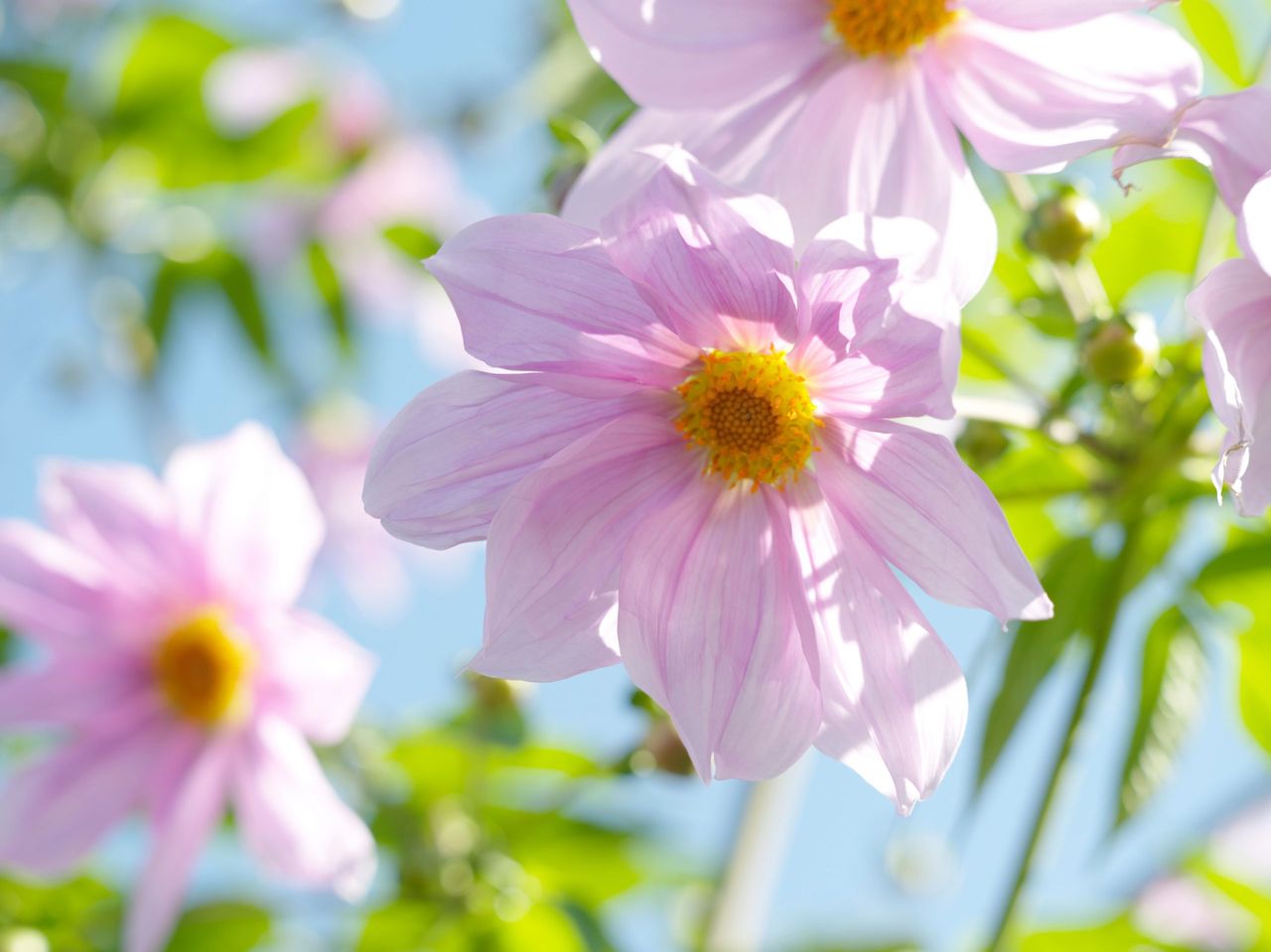 Dahlia imperialis, the tree dahlia, will beautify any garden.