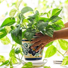 hands lowering pothos houseplant onto table