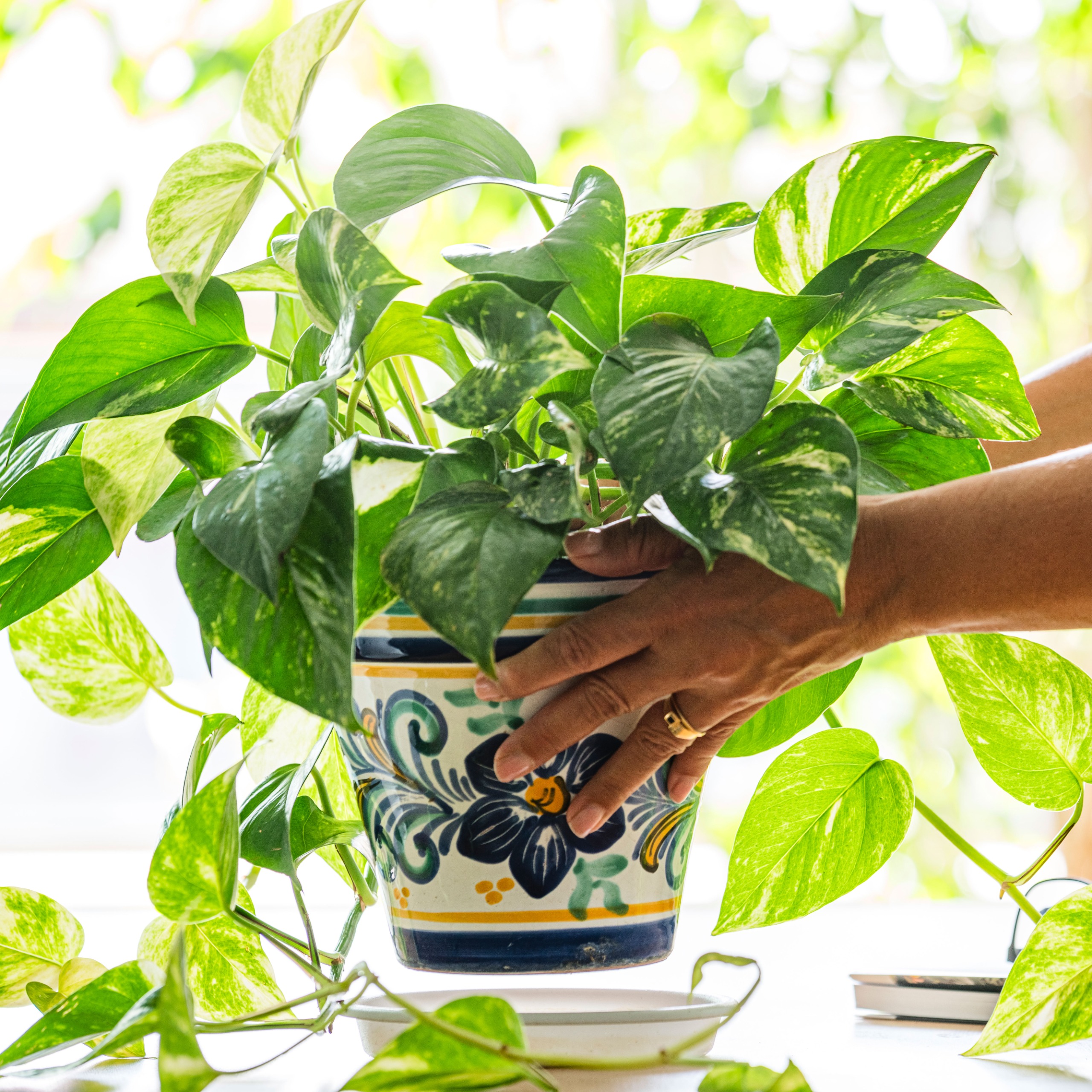 hands lowering pothos houseplant onto table