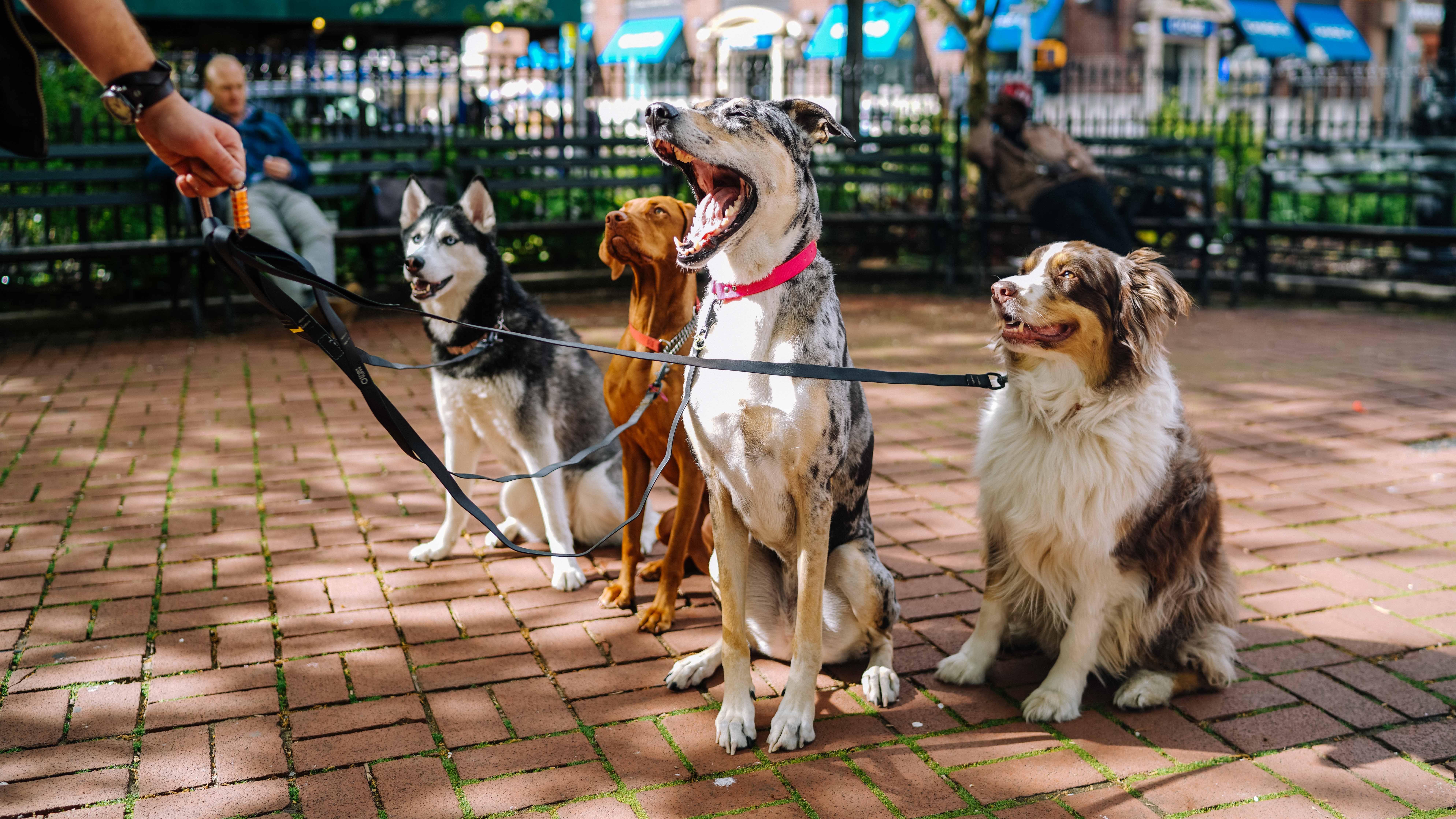 best retractable dog leashes