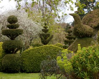 topiary hedges in imaginative shapes and designs